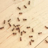 Ants on a piece of wood.