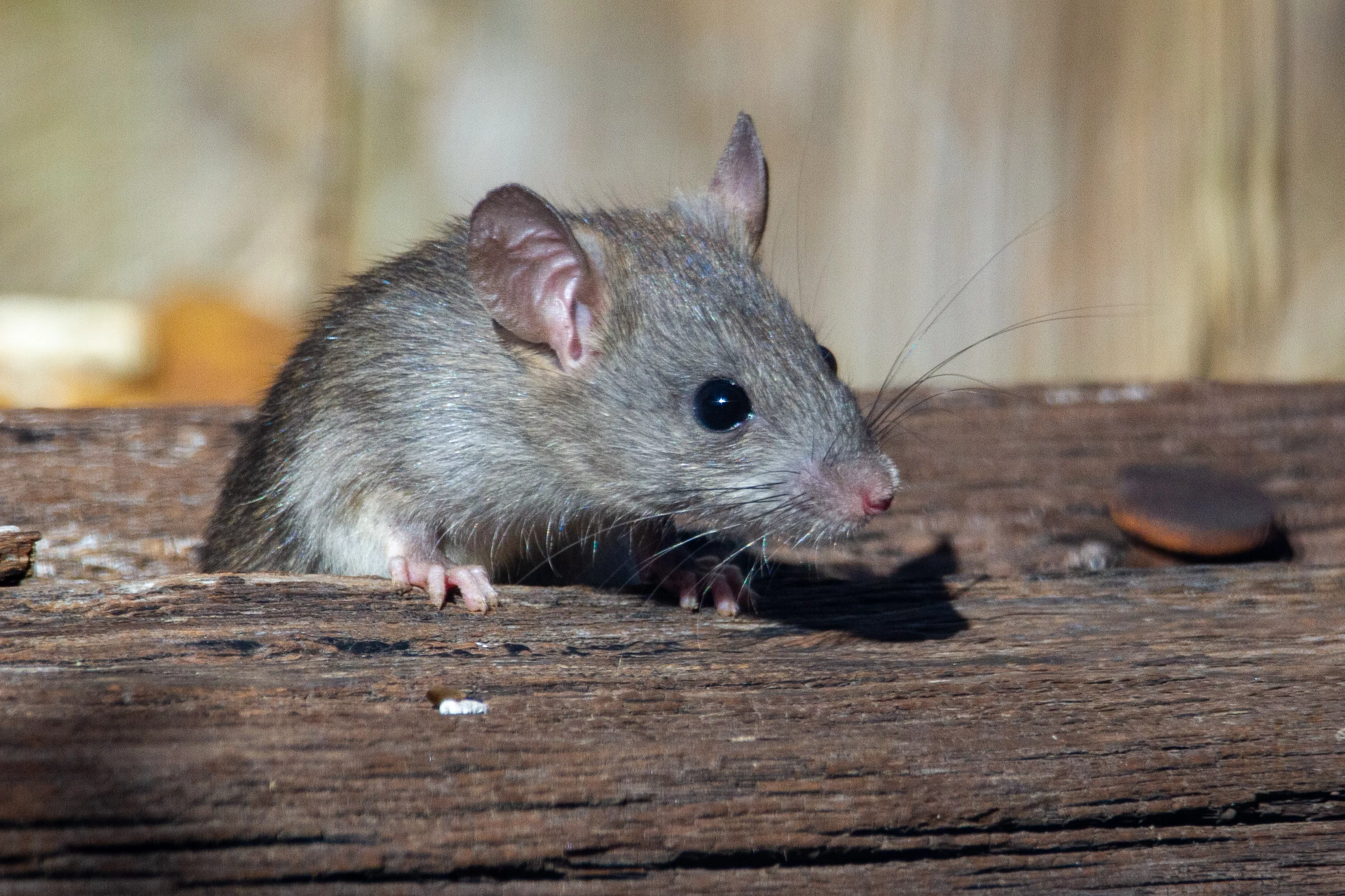 2024 Humane mouse trap & a 