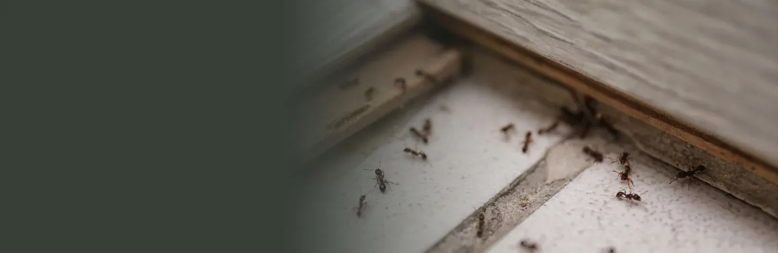 Ants crawling on floor of home