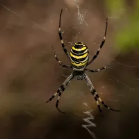 picture of joro spider on web