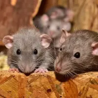 rat colony looking over plywood 