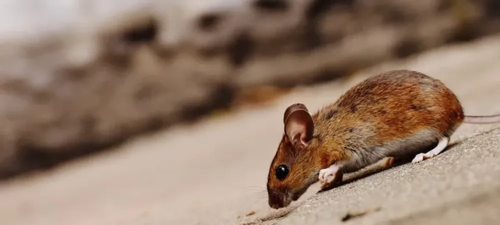brown mouse crawling across pavement